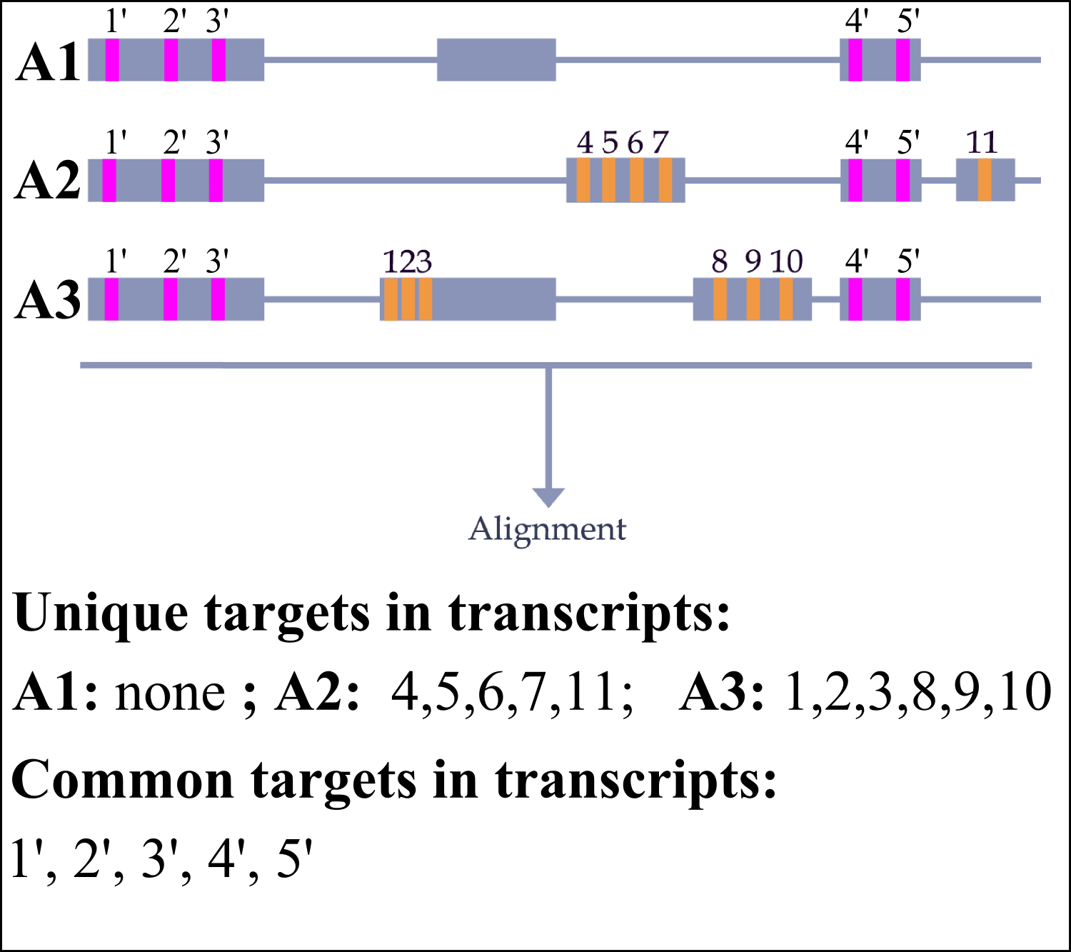 Single gene input - transcripts targets